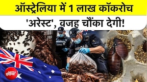 Australia में सवा करोड़ के अनोखे Cockroaches की हैरान कर देने वाली कहानी