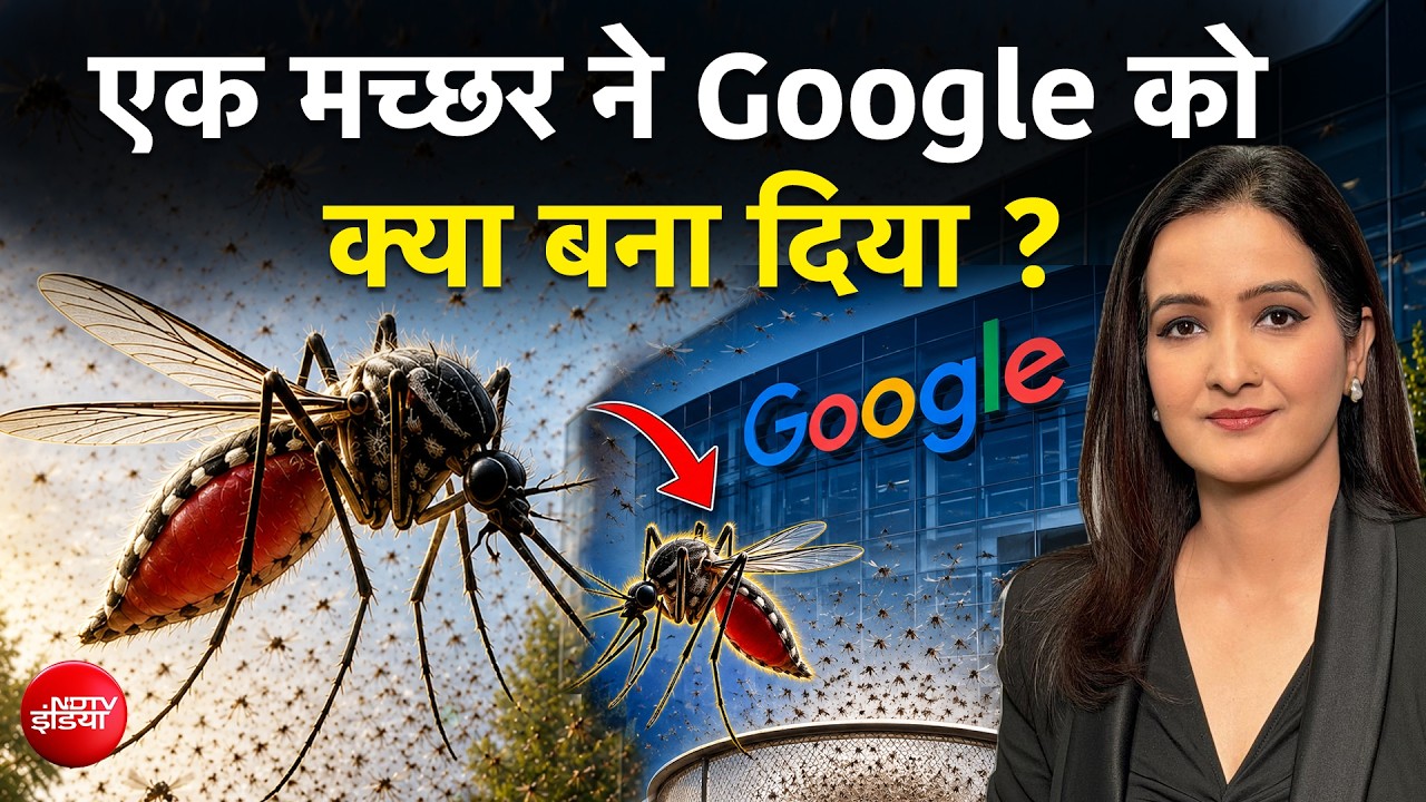 Google का हैरान करने वाला Mission: US में छोड़े जाएंगे 3 करोड़ Mosquito, लेकिन क्यों?