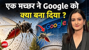 Google का हैरान करने वाला Mission: US में छोड़े जाएंगे 3 करोड़ Mosquito, लेकिन क्यों?