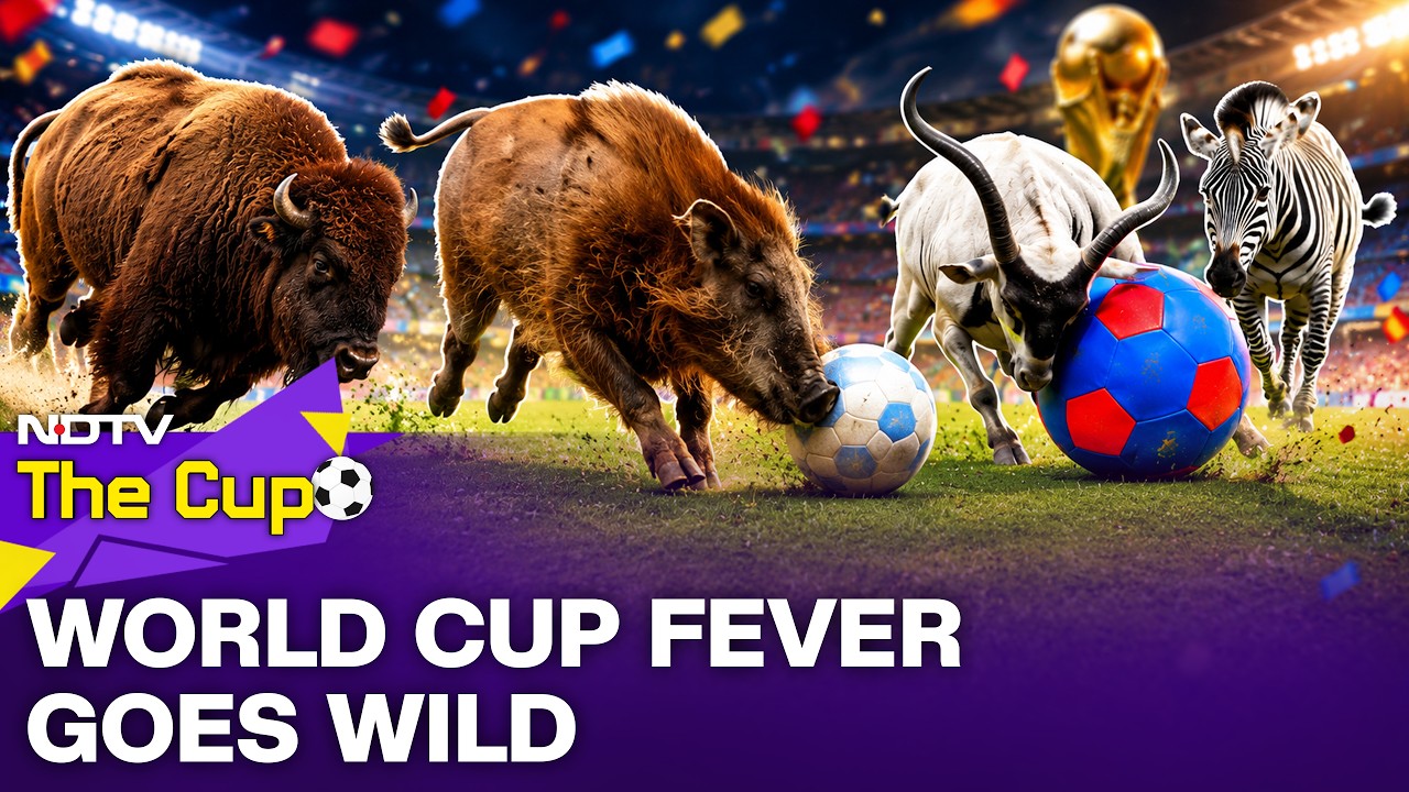 World Cup Fever Goes Wild At Chicago Zoo | FIFA World Cup 2026