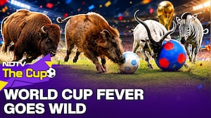 World Cup Fever Goes Wild At Chicago Zoo | FIFA World Cup 2026