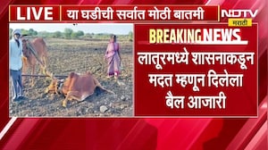 Latur मध्ये शासनाकडून मदत म्हणून मिळालेला बैल आजारी, मशागतीदरम्यान बैल बसला खाली
