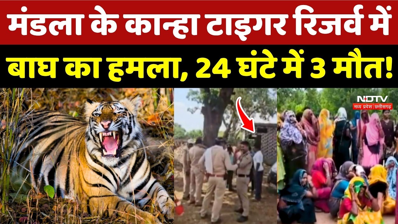 Mandla Tiger Attack: Kanha Tiger Reserve में बाघ का हमला, 24 घंटे में 3 मौत!