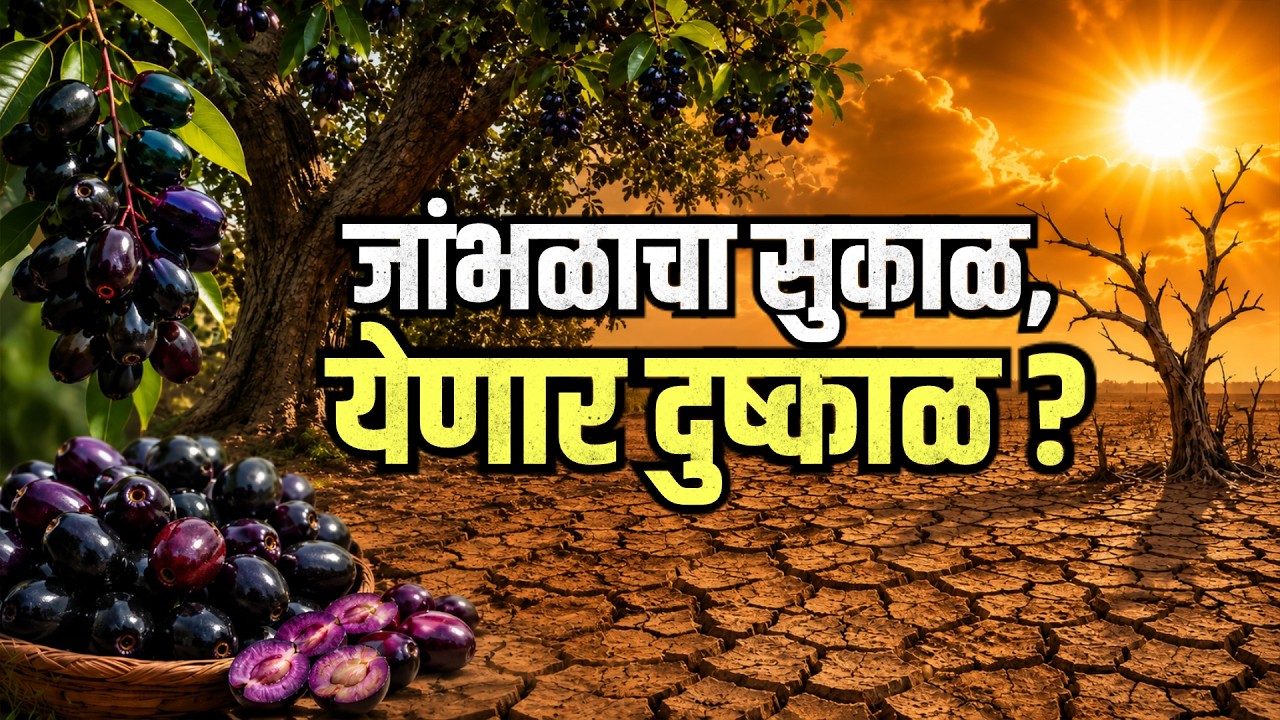 Special Report | जांभळाचं उत्पादन वाढलं म्हणजे दुष्काळ येणार? पण जांभूळ आणि दुष्काळाचं कनेक्शन काय?