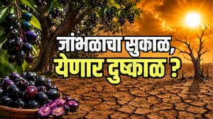 Special Report | जांभळाचं उत्पादन वाढलं म्हणजे दुष्काळ येणार? पण जांभूळ आणि दुष्काळाचं कनेक्शन काय?