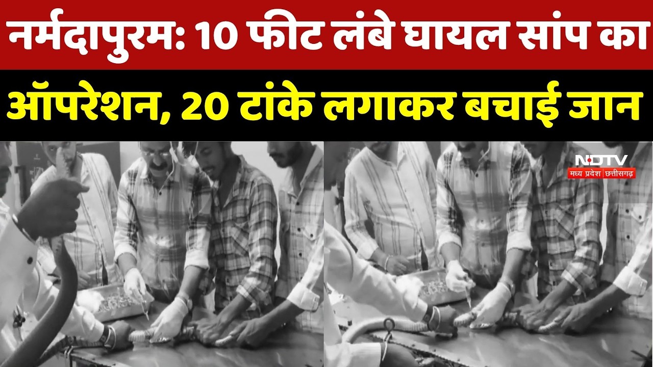 Narmadapuram News: 10 Feet लंबे घायल Snake का Operation, 20 टांके लगाकर बचाई गई जान