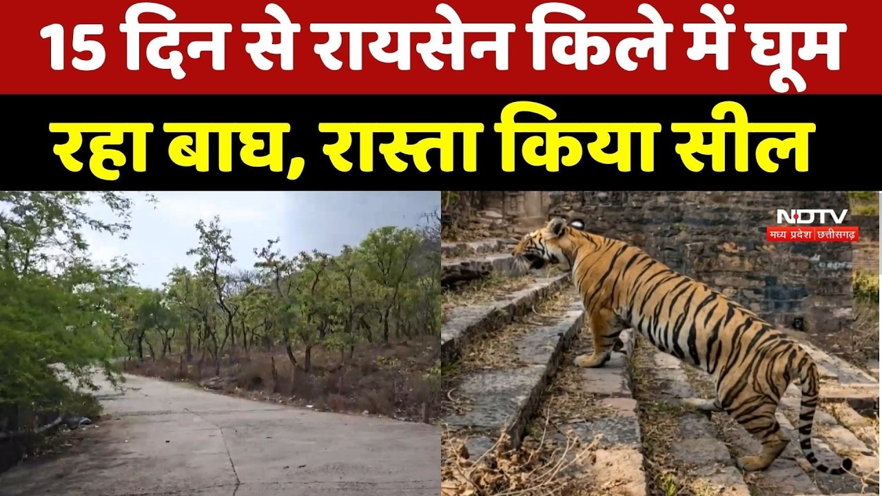 Raisen Fort में 15 दिनों से Tiger का डेरा, किले के रास्ते बंद, High Alert जारी