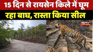 Raisen Fort में 15 दिनों से Tiger का डेरा, किले के रास्ते बंद, High Alert जारी