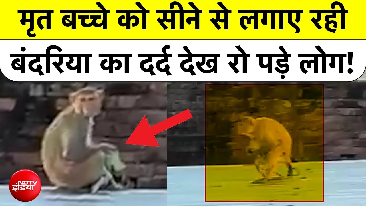 मृत बच्चे को सीने से लगाए बेबस बंदरिया, रुला देगा यूपी का ये VIDEO