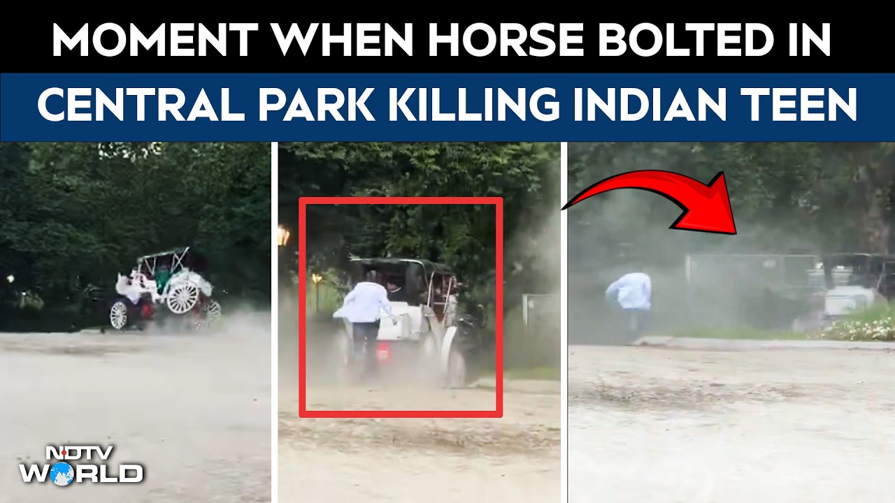 Video Shows Moment Horse Bolted At New York's Central Park, Killing Indian Tourist