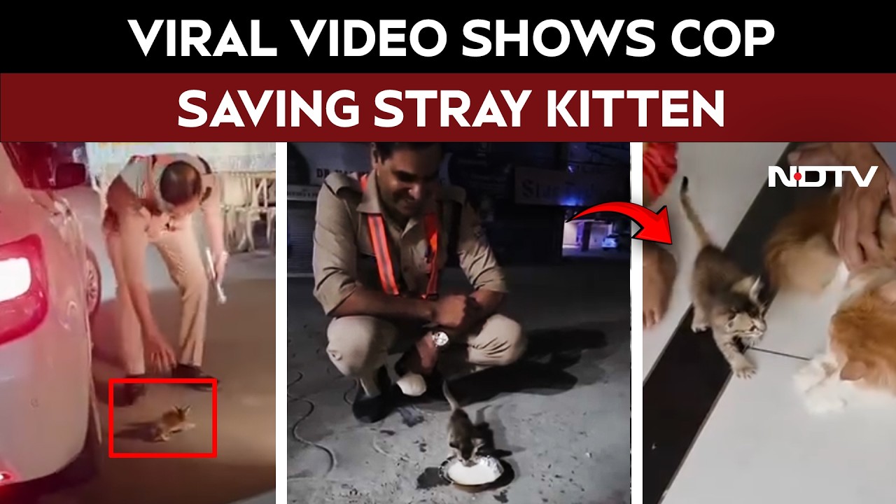 Cats | Heartwarming Video Of Cop Saving Tiny Stray Kitten Goes Viral