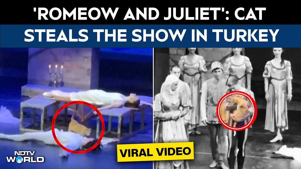 Turkey Video | 'Romeow And Juliet': Cat Steals The Show During Ballet In Turkey