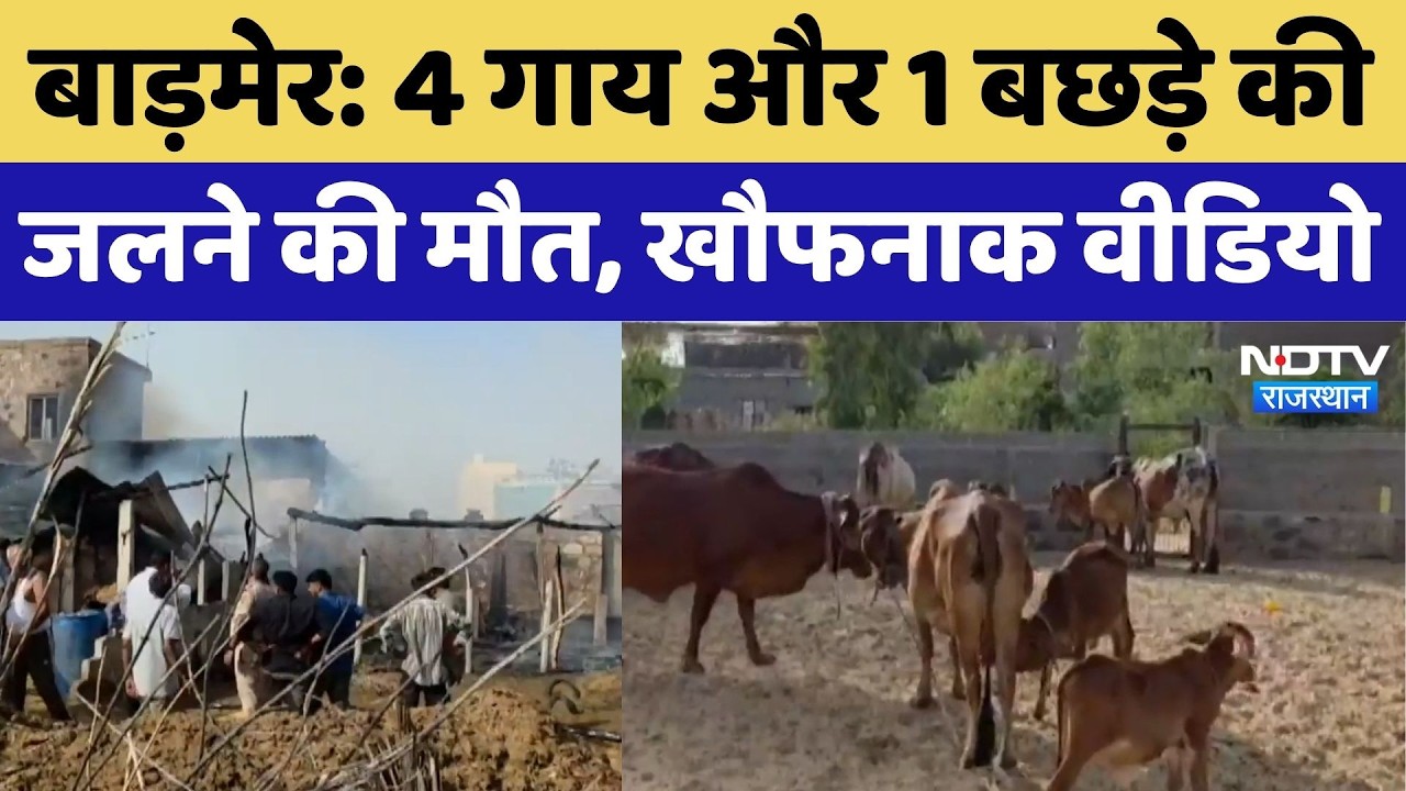 Barmer Fire Incident: 4 गाय और 1 बछड़े की जलने की मौत, खौफनाक Video। Top Breaking News । Hindi