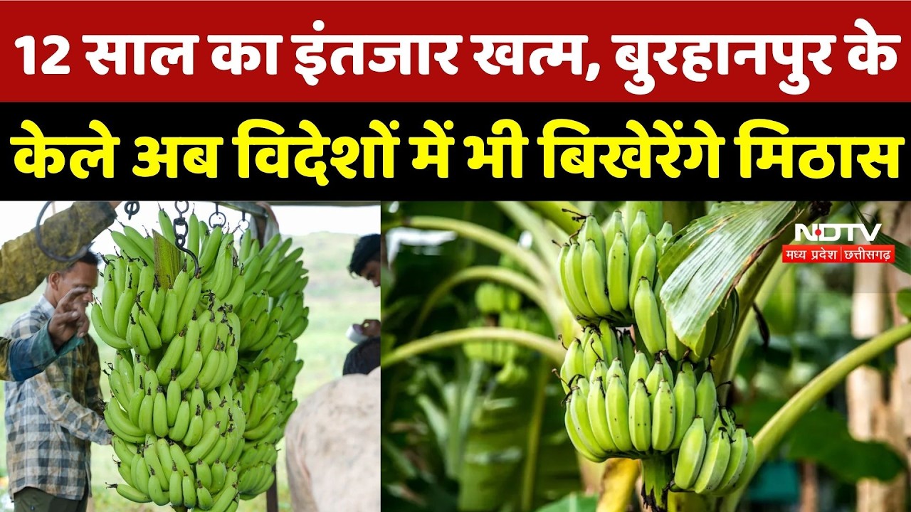 Burhanpur News: 12 साल का इंतजार खत्म, बुरहानपुर के केले अब विदेशों में भी बिखेरेंगे मिठास | GI Tag
