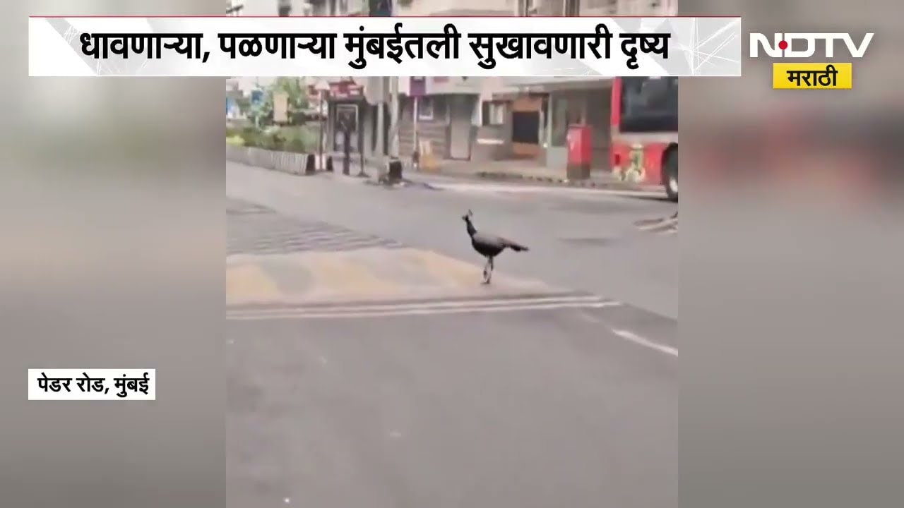 Mumbai| जेव्हा मुंबईच्या रस्त्यावर दिसतात मोर...पहिल्या पावसानंतर पेडर रोडवर मोरांचं दर्शन