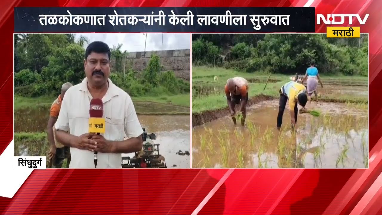 पावसाचं पुनरागमन, सिंधुदुर्गात बळीराजाकडून भात लावणीला सुरुवात | Farmers | Rain | NDTV मराठी