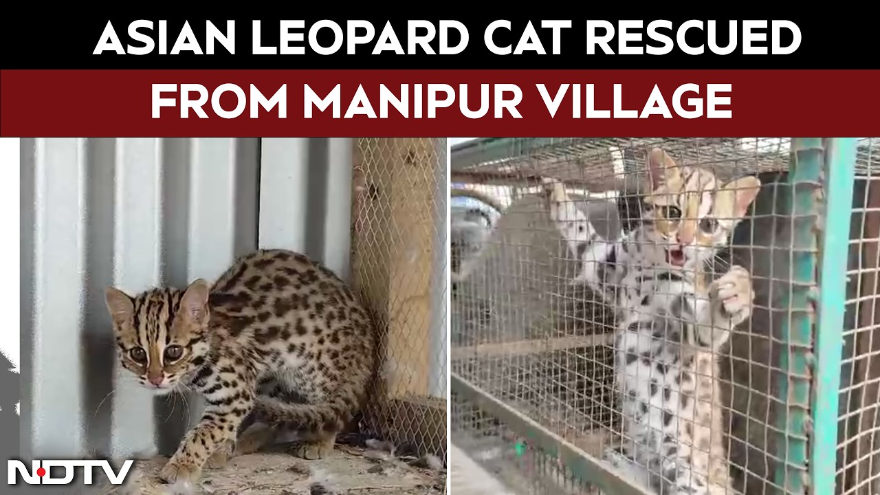 Rare Asian Leopard Cat Rescued From House in Manipur's Bishnupur District | Watch