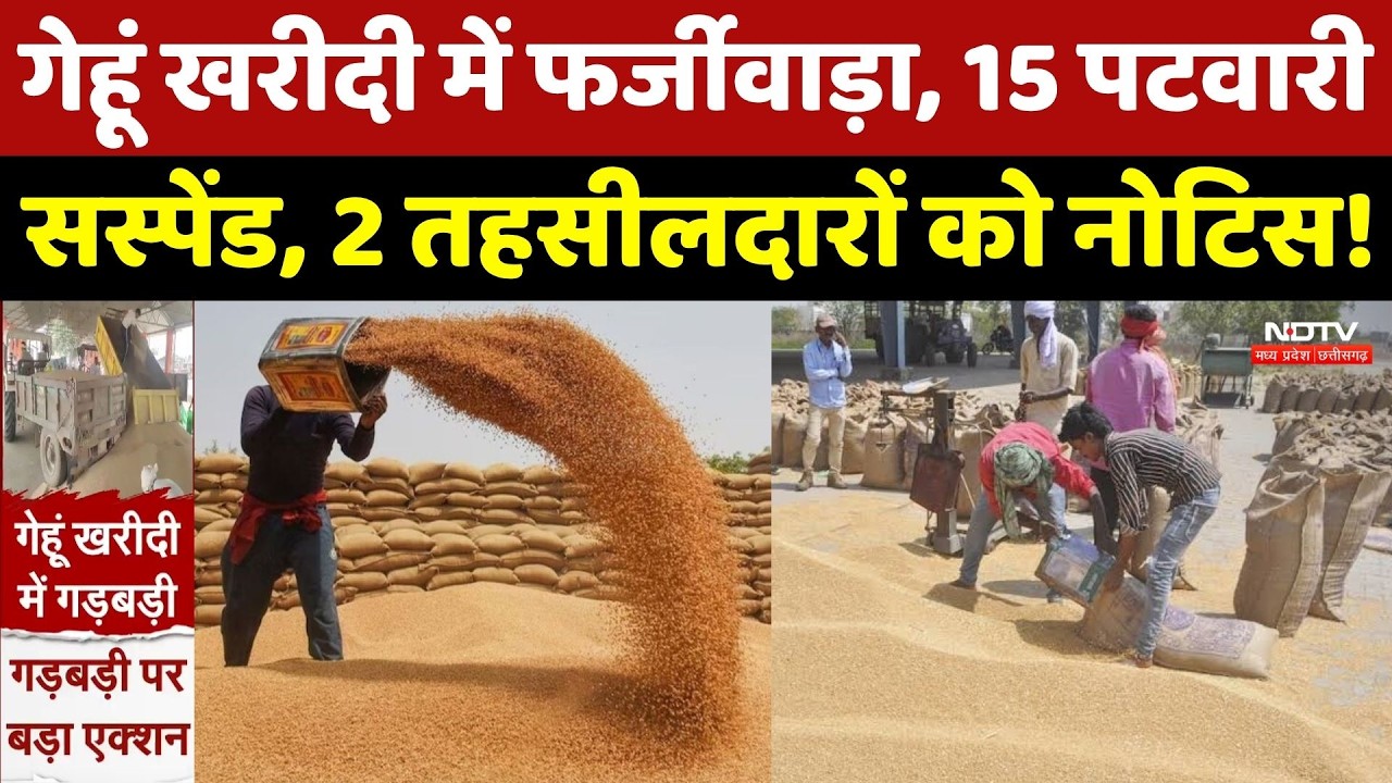 Morena News: बिना किसान के ही हो गया पंजीयन! करोड़ों के गेहूं घोटाले की जांच शुरू! MP Top News