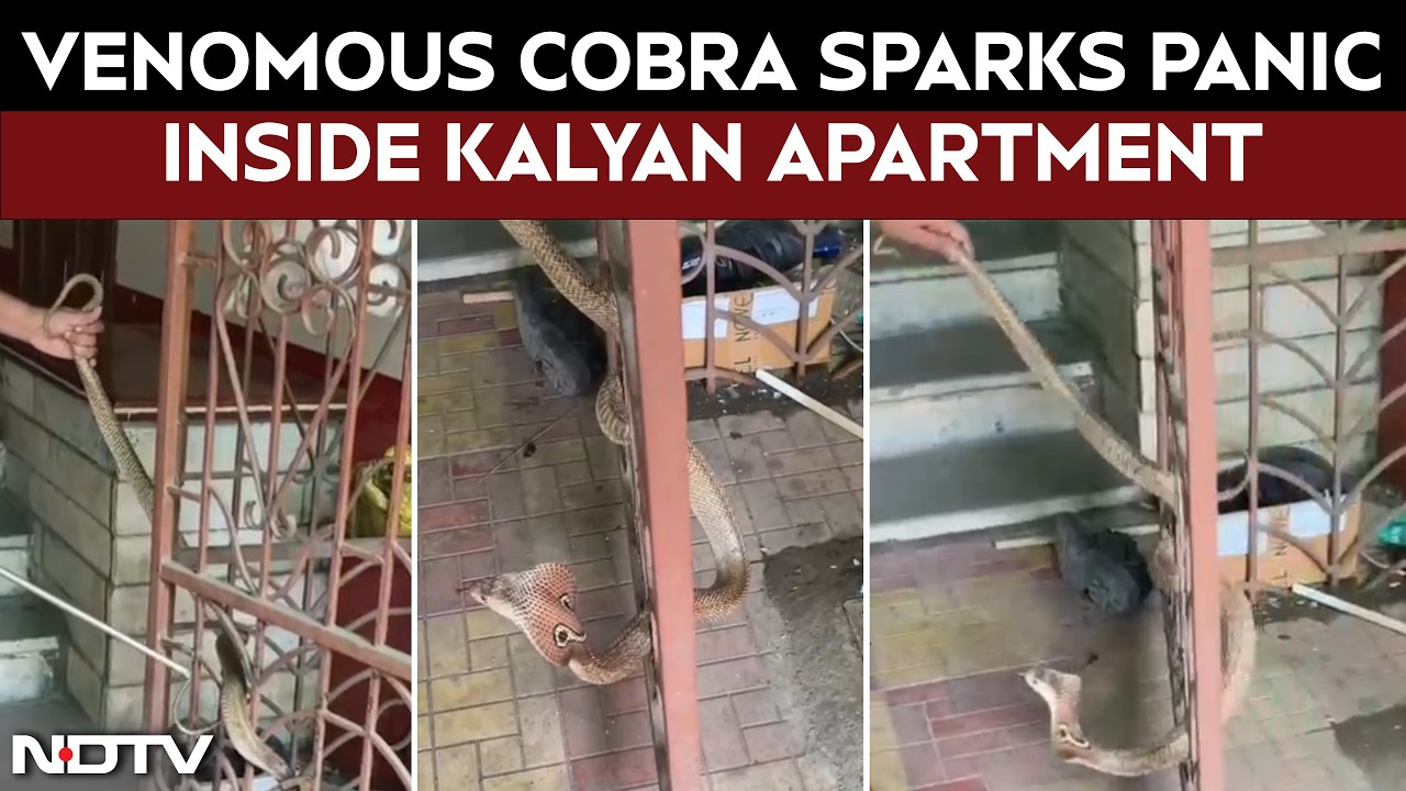 Venomous Cobra Found Inside Kalyan Residential Complex, Safely Rescued and Released