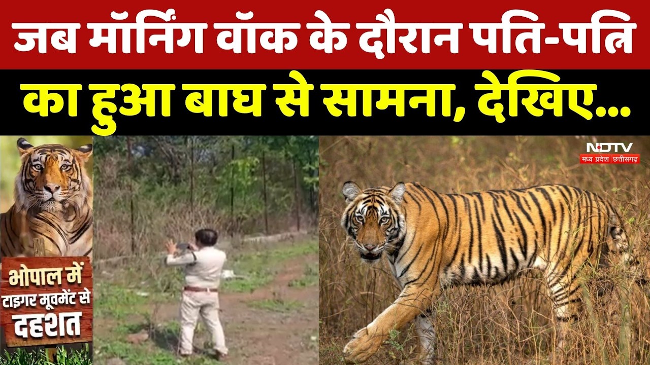 Tiger Viral Video: Morning Walk कर रहे Husband-Wife के सामने अचानक आया बाघ, देखिए फिर क्या हुआ? MP