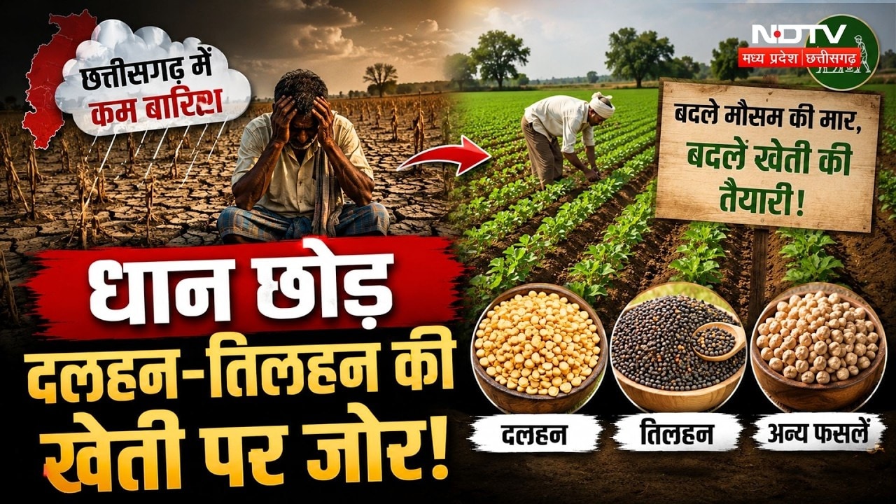 Chhattisgarh Weather Update: कम बारिश, Dhan छोड़ दलहन-तिलहन की खेती पर जोर!
