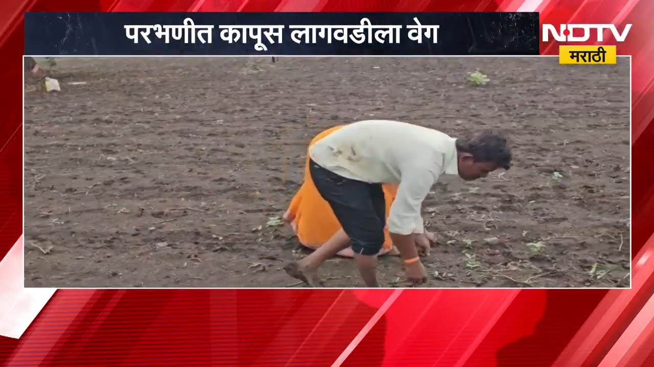Parbhani Cotton Sowing | परभणीत कापूस लागवडीला वेग, हवामान खात्याचा शेतकऱ्यांना सल्ला काय? | NDTV