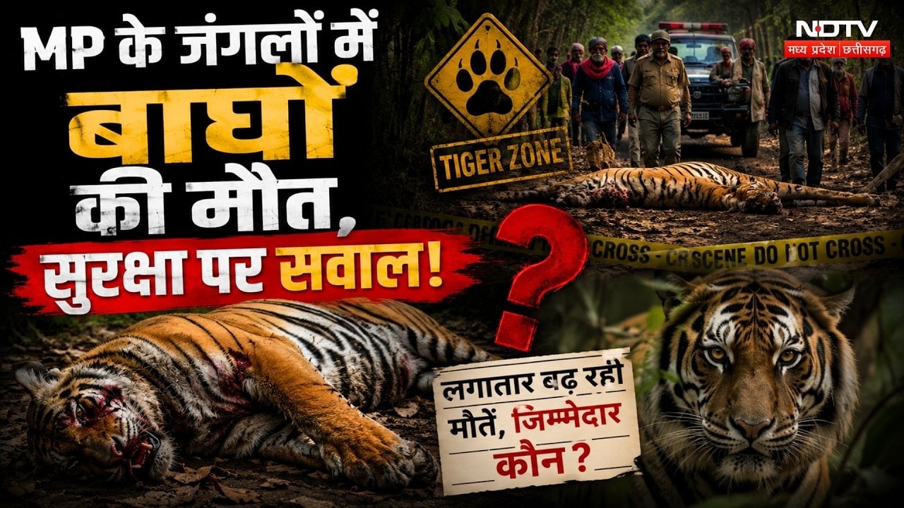 MP Tiger Death: एमपी के जंगलों में बाघों की मौत, सुरक्षा पर सवाल!