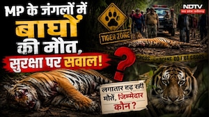 MP Tiger Death: एमपी के जंगलों में बाघों की मौत, सुरक्षा पर सवाल!