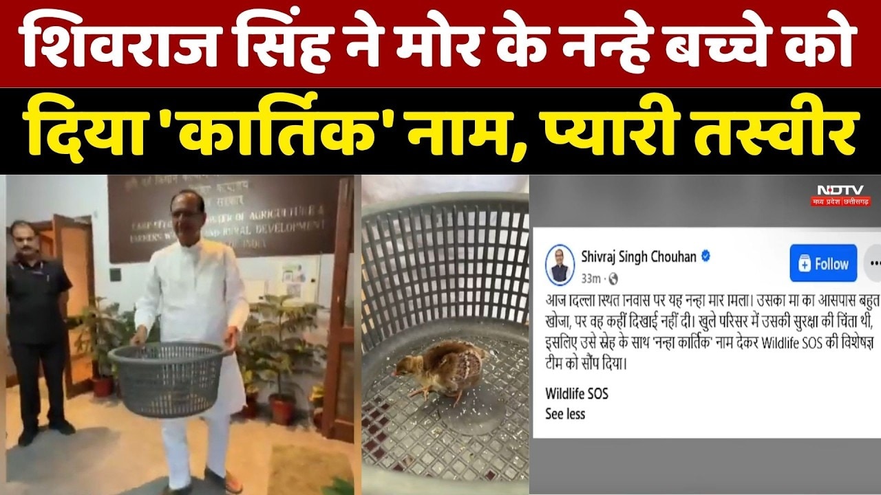 Shivraj Singh Chauhan ने मोर के नन्हे बच्चे को दिया 'कार्तिक' नाम, प्यारी तस्वीर। Top News। Breaking -