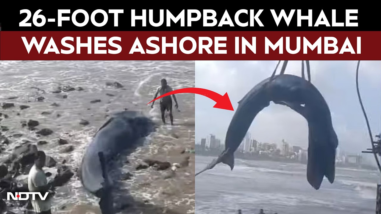 Mumbai Whale Video: 26-Foot Humpback Whale Washes Ashore In Mumbai, Rescue Ends In Tragedy