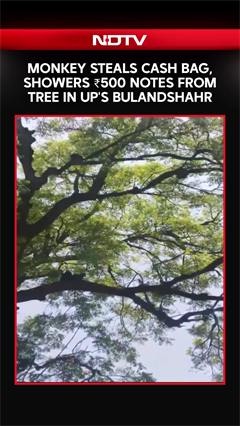 Monkey's Cash Heist! ₹500 Notes Rain From Tree In UP's Bulandshahr