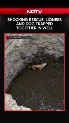 Video: Lioness Falls Into Well While Chasing Dog, Dramatic Rescue Follows