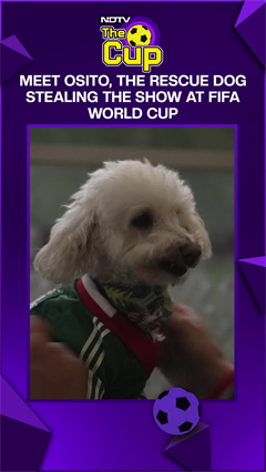 FIFA 2026 Viral Video | Meet Osito, The Rescue Dog Stealing The Show At FIFA World Cup 2026