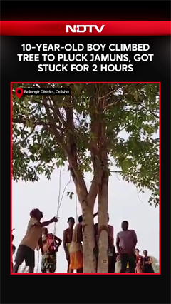 10-Year-Old Boy Rescued After Getting Stuck In Tree While Plucking Jamuns