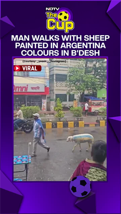 Video: FIFA Fever Grips Bangladesh; Man Walks With His Sheep Painted In Argentina Colours