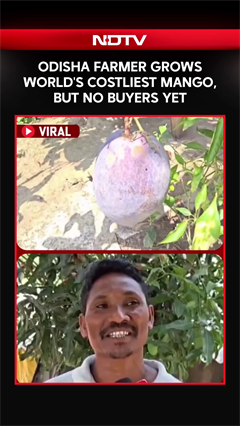 Odisha Farmer Grows  Rs 3 Lakh Mango, But Has No Buyers Yet