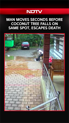 Karnataka News | Man Moves Seconds Before Coconut Tree Falls on Same Spot, Escapes Death