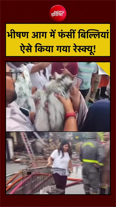 लखनऊ अग्निकांड में फंसी बिल्लियों को ऐसे किया गया रेस्क्यू