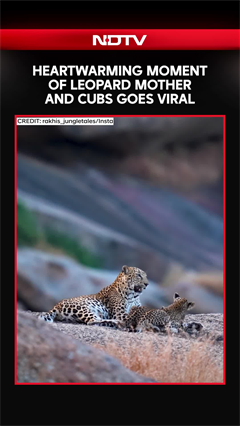 Heartwarming Moment of Leopard Mother and Cubs Goes Viral