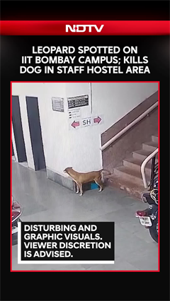 IIT Bombay | Leopard Kills Dog At IIT Bombay, CCTV Footage Sparks Fear Among Residents