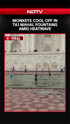 Monkeys Cool Off In Taj Mahal Fountains Amid Heatwave