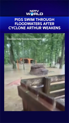 Louisiana Floods | Pigs Swim Through Floodwaters After Tropical Cyclone Arthur Weakens