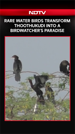 Tamil Nadu | Rare Water Birds Turn Thoothukudi Into A Birdwatchers Paradise