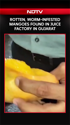 Rotten, Worm-Infested Mangoes Found In Juice Factory In Gujarat