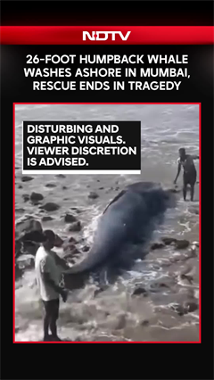Video: 26-Foot Humpback Whale Washes Ashore In Mumbai, Rescue Ends In Tragedy