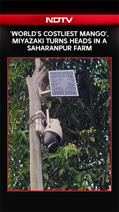 World's Costliest Mango At Rs 3 Lakhs/Kg, Guarded By Security In Saharanpur