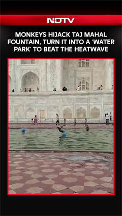 Monkeys Hijack Taj Mahal's Fountain, Turn It Into A Water Park To Beat The Heat