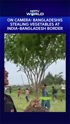 On Camera: Bangladeshis Stealing Vegetables At India-Bangladesh Border