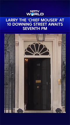 Meet Larry: 10 Downing Street's Famous Cat Awaits His Seventh UK Prime Minister