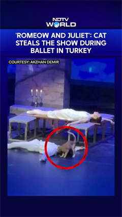 'Romeow And Juliet': Cat Steals The Show During Ballet In Turkey